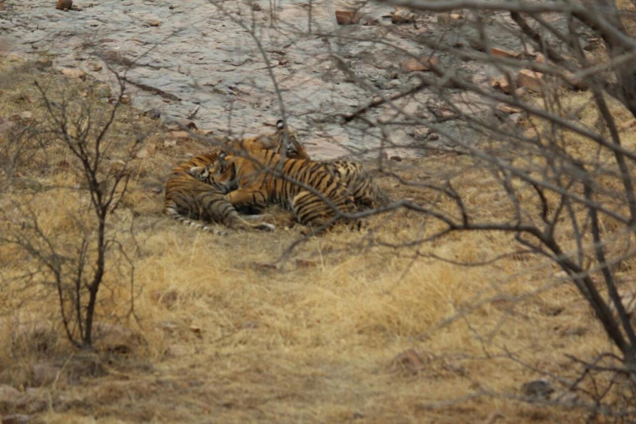 Hotel Tiger Regency Resort Sawai Madhopur Luaran gambar